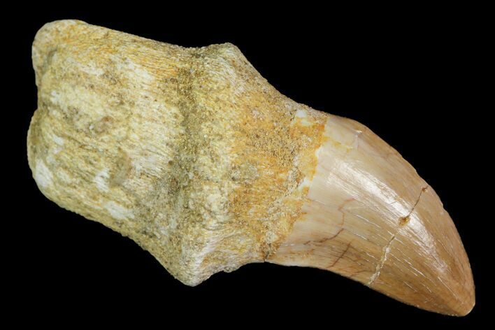 Fossil Rooted Mosasaur (Prognathodon) Tooth - Morocco #117057